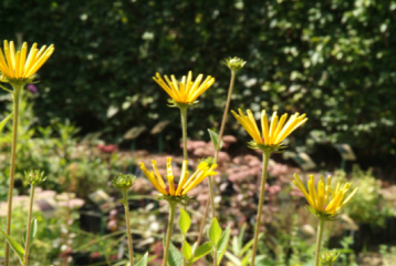 Rudbeckia subtomentosa 'Henry Eilers'Zonnehoed bestellen